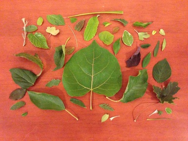 Leaves on a table
