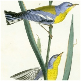 Drawing of bird by audobon