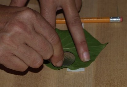 Pressing a coin on a leaf